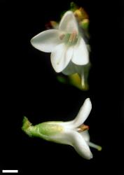 Veronica dilatata. Female flowers. Scale = 1 mm.
 Image: W.M. Malcolm © Te Papa CC-BY-NC 3.0 NZ
